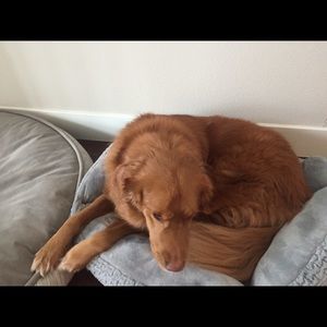 Meet your Posher, Steve